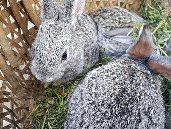 Epic大裁员之后在游戏中上架“有富同享”表情遭指责